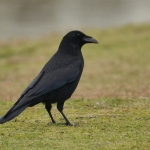 Kraai Kraai