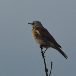Kramsvogel Kramsvogel