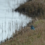 IJsvogel IJsvogel