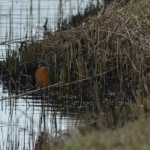 IJsvogel IJsvogel