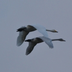 Wilde zwaan Wilde zwaan