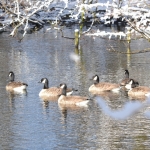 Grote Canadesegans Grote Canadesegans