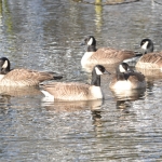 Grote Canadesegans Grote Canadesegans