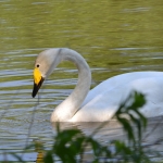 Wilde zwaan Wilde zwaan