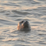 Zeehond Zeehond