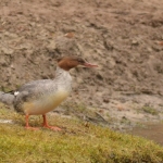 Grote zaagbek Grote zaagbek