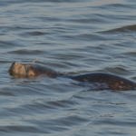 Zeehond Zeehond