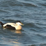 Eider Eider