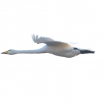 Wilde zwaan Wilde zwaan