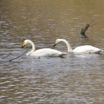 Wilde zwaan Wilde zwaan