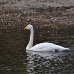 Wilde zwaan Wilde zwaan