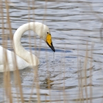 Wilde zwaan Wilde zwaan