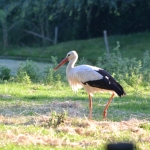 Ooievaar Ooievaar