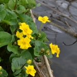 Gewone dotterbloem Gewone dotterbloem