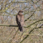 Buizerd Buizerd