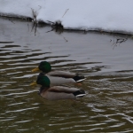 Wilde Eend Wilde Eend