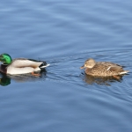 Wilde Eend Wilde Eend