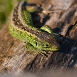 Zandhagedis Zandhagedis