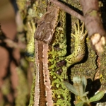 Zandhagedis Zandhagedis