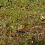 Grote Canadesegans Grote Canadesegans