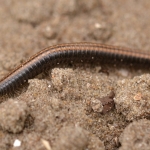 Grote tweestreep miljoenpoot Grote tweestreep miljoenpoot