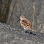 Bonte Strandloper Bonte Strandloper