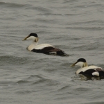 Eider Eider