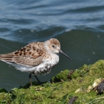 Bonte Strandloper Bonte Strandloper