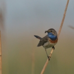 Blauwborst Blauwborst