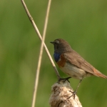 Blauwborst Blauwborst