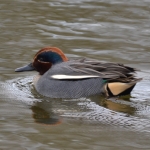 Wintertaling Wintertaling