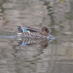 Wintertaling Wintertaling