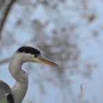 Blauwereiger Blauwereiger