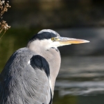 Blauwereiger Blauwereiger