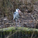 Blauwereiger Blauwereiger
