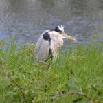 Blauwereiger Blauwereiger
