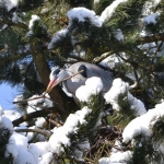 Blauwereiger Blauwereiger