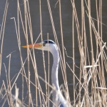 Blauwereiger Blauwereiger