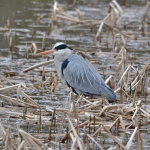 Blauwereiger Blauwereiger