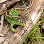 Zandhagedis Zandhagedis