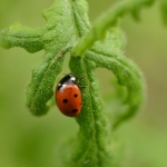 Lieveheersbeestje Lieveheersbeestje
