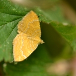 Gestreepte goudspanner Camptogramma bilineata Gestreepte goudspanner Camptogramma bilineata