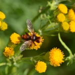 Roestbruine kromlijf Roestbruine kromlijf