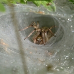 Trechterspin Trechterspin