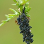 Bladluizen Bladluizen