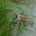 Kraamwebspin Kraamwebspin