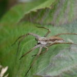 Kraamwebspin Kraamwebspin