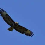 Buizerd. Buizerd.
