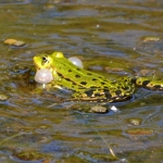 Groene kikker Groene kikker