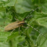 Distelboktor ( Agapanthia villosoviridescens ). Distelboktor ( Agapanthia villosoviridescens ).